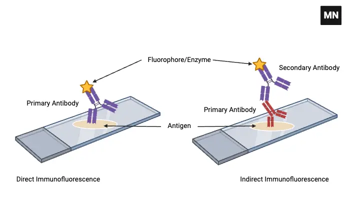 Types of Immunofluorescence