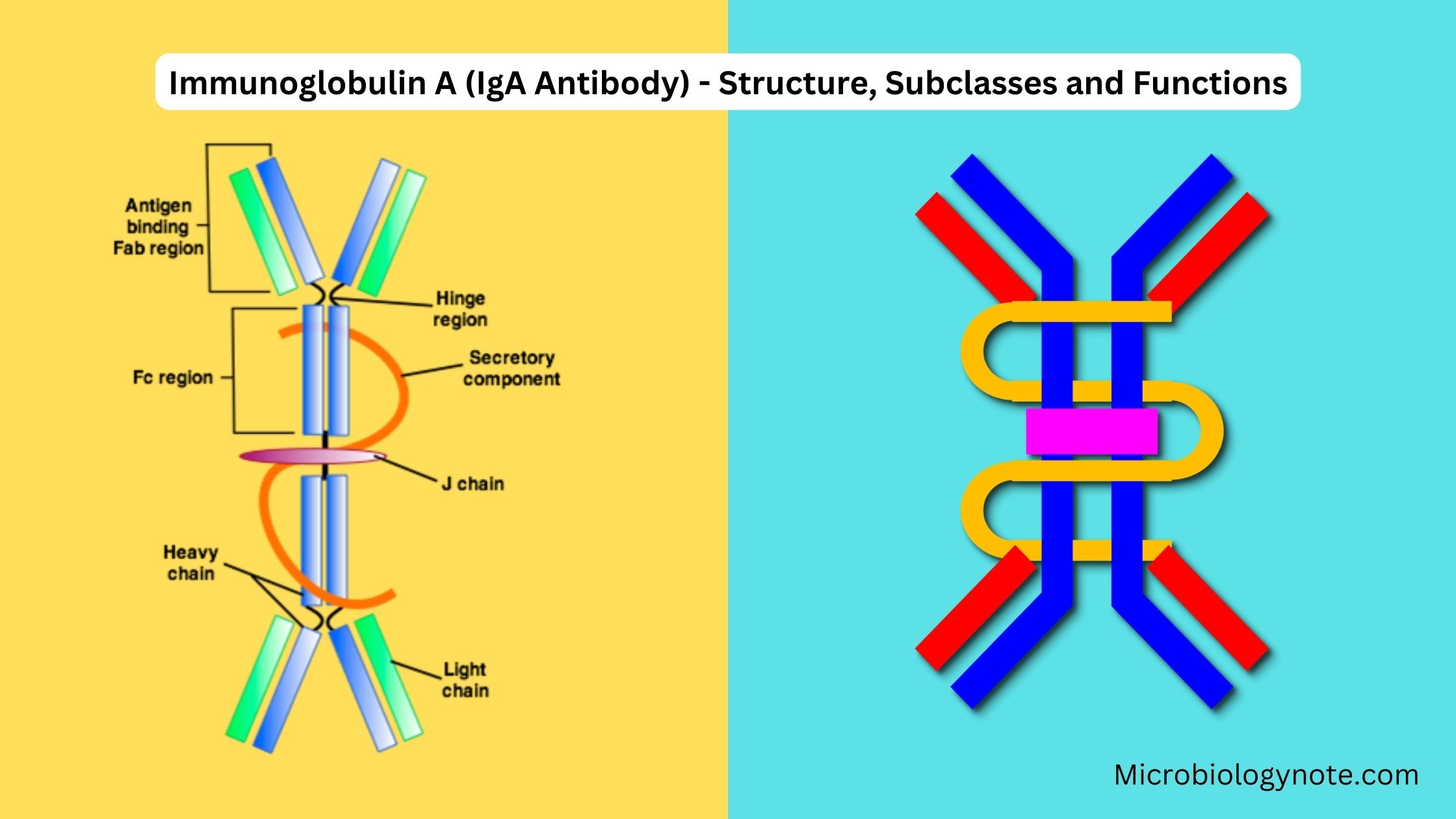 Immunoglobulin A (IgA Antibody) - Structure, Subclasses and Functions