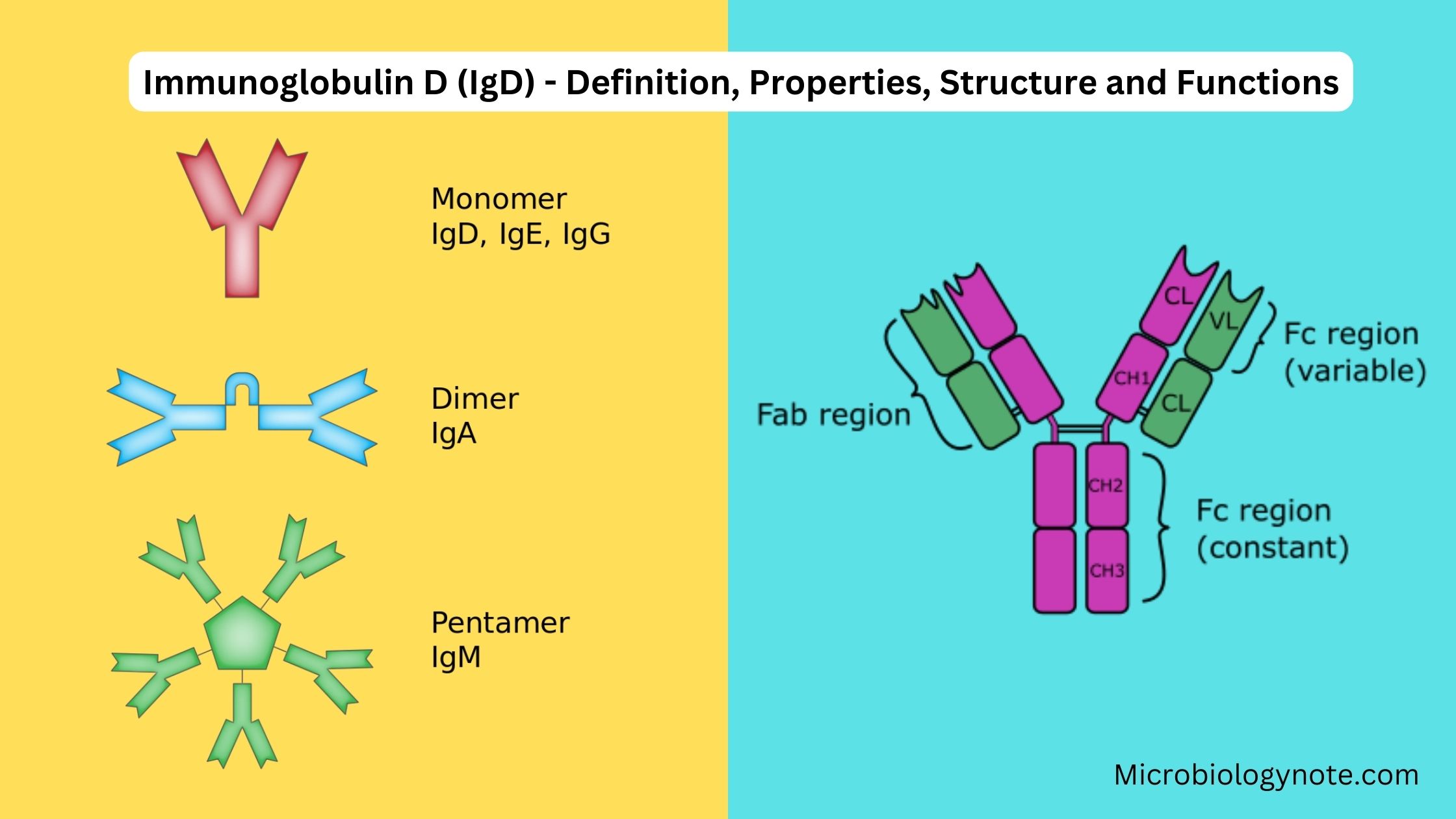 Immunoglobulin D (IgD) - Definition, Properties, Structure and Functions