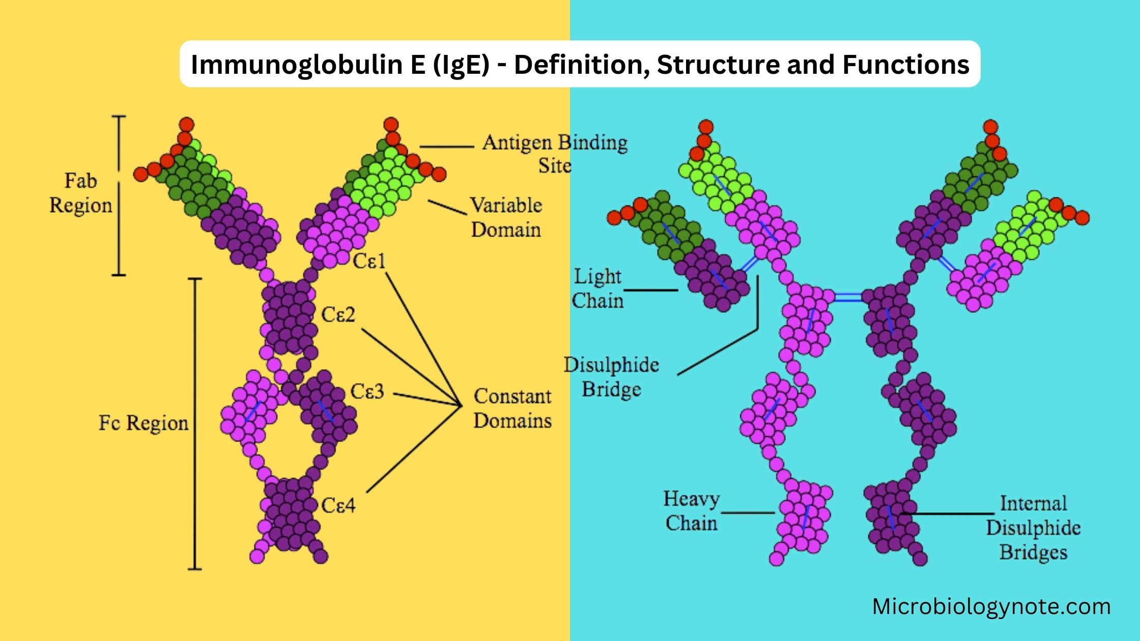Immunoglobulin E (IgE) - Definition, Structure and Functions