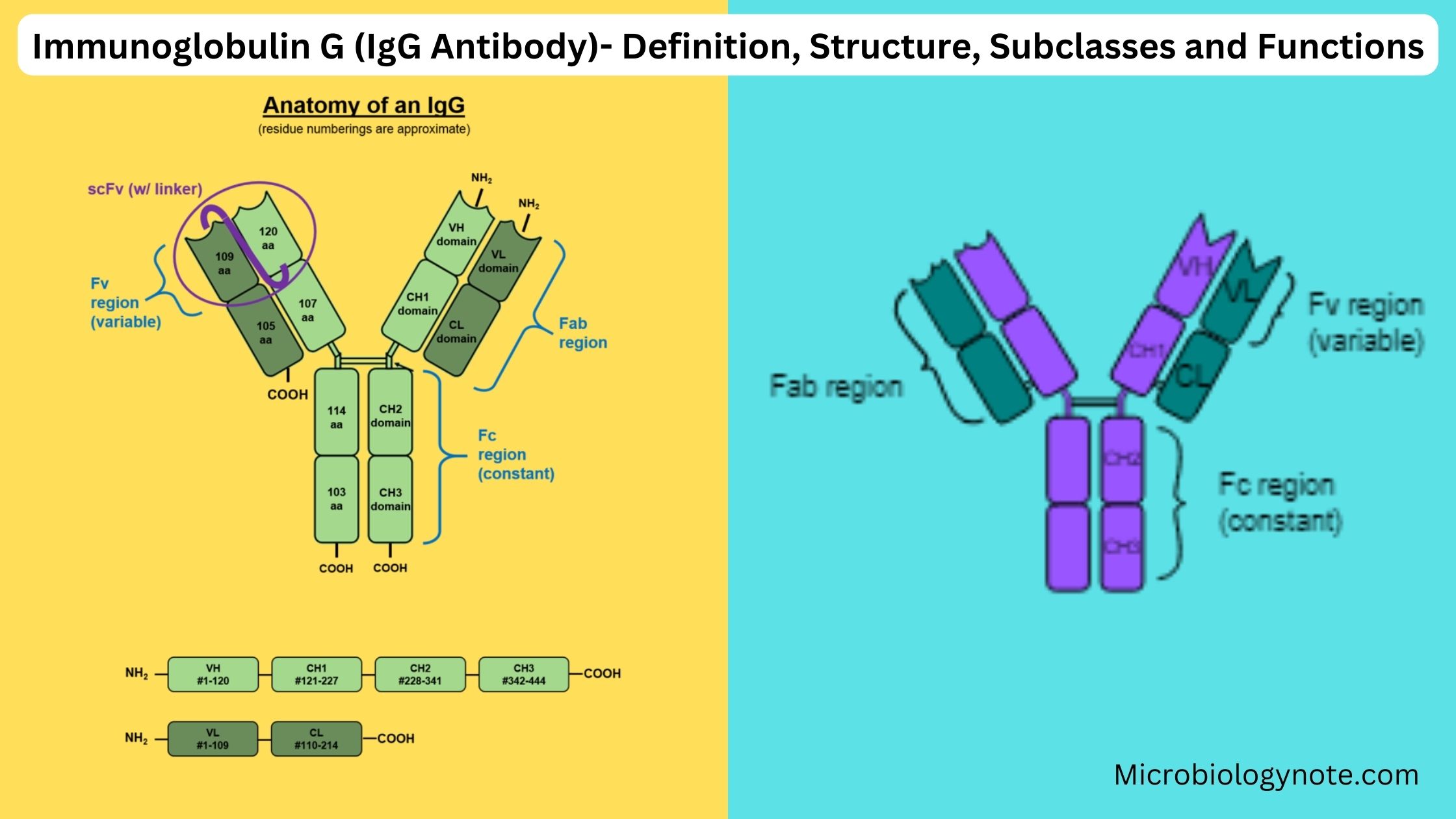 Immunoglobulin G (IgG Antibody)- Definition, Structure, Subclasses and Functions