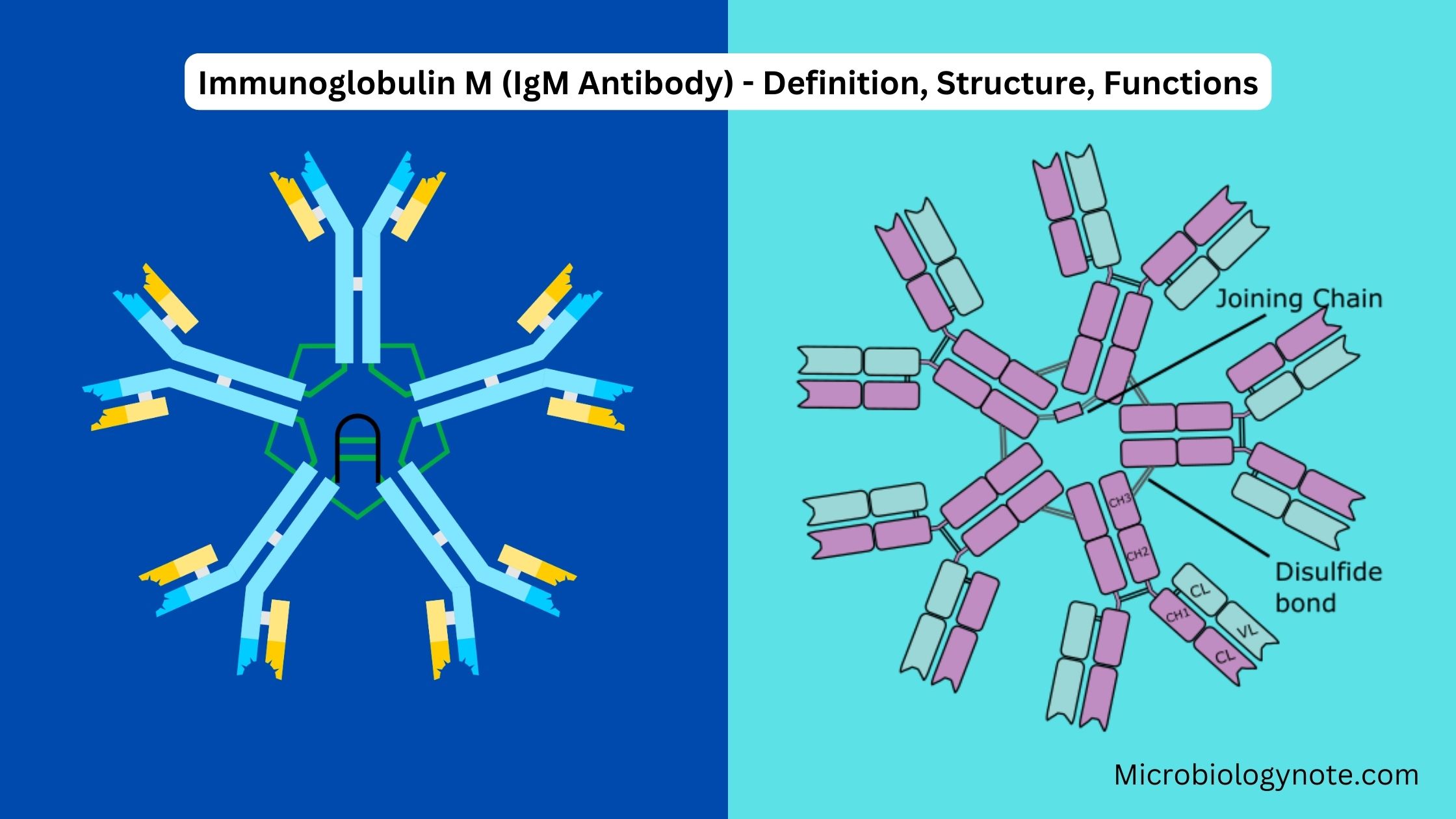 Immunoglobulin M (IgM Antibody) - Definition, Structure, Functions