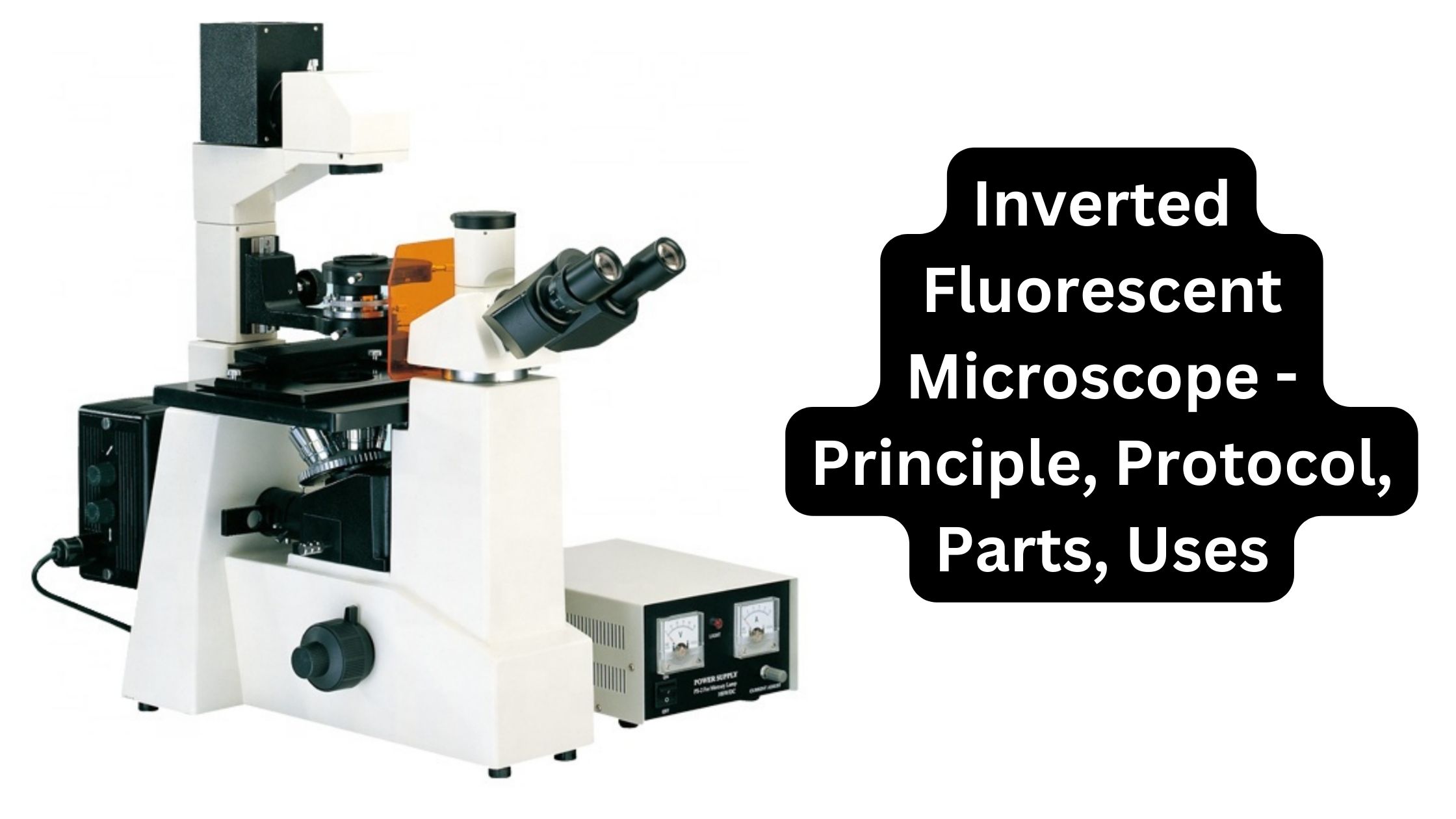 Inverted Fluorescent Microscope - Principle, Protocol, Parts, Uses