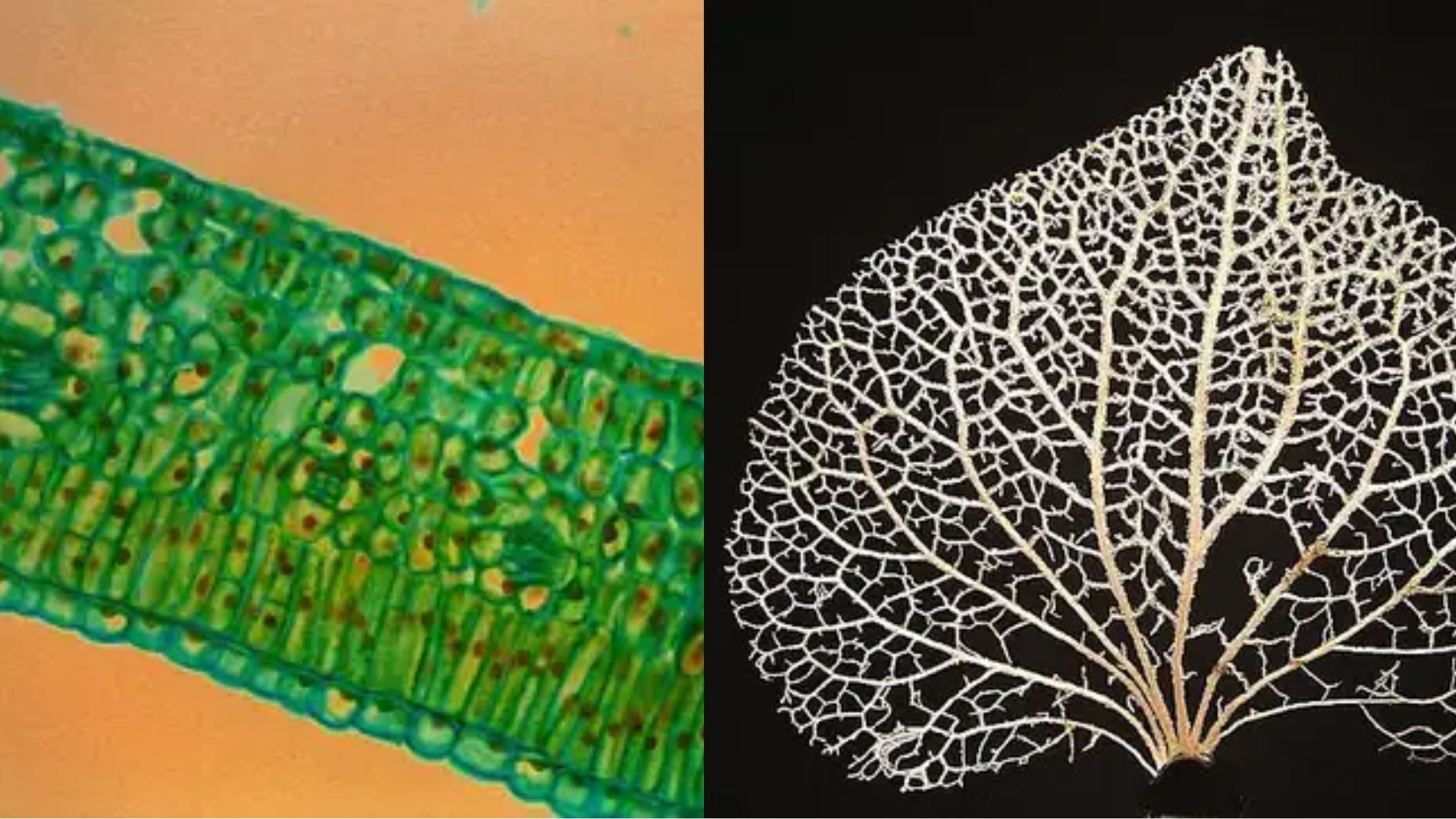 Leaf Structure Under the Microscope