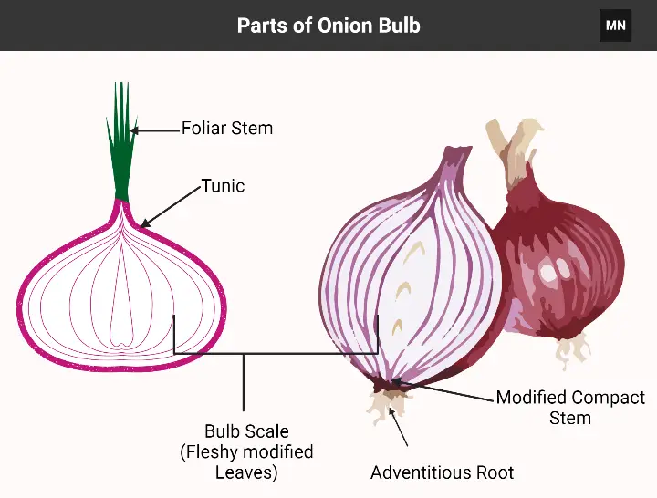 Parts of Onion Bulb