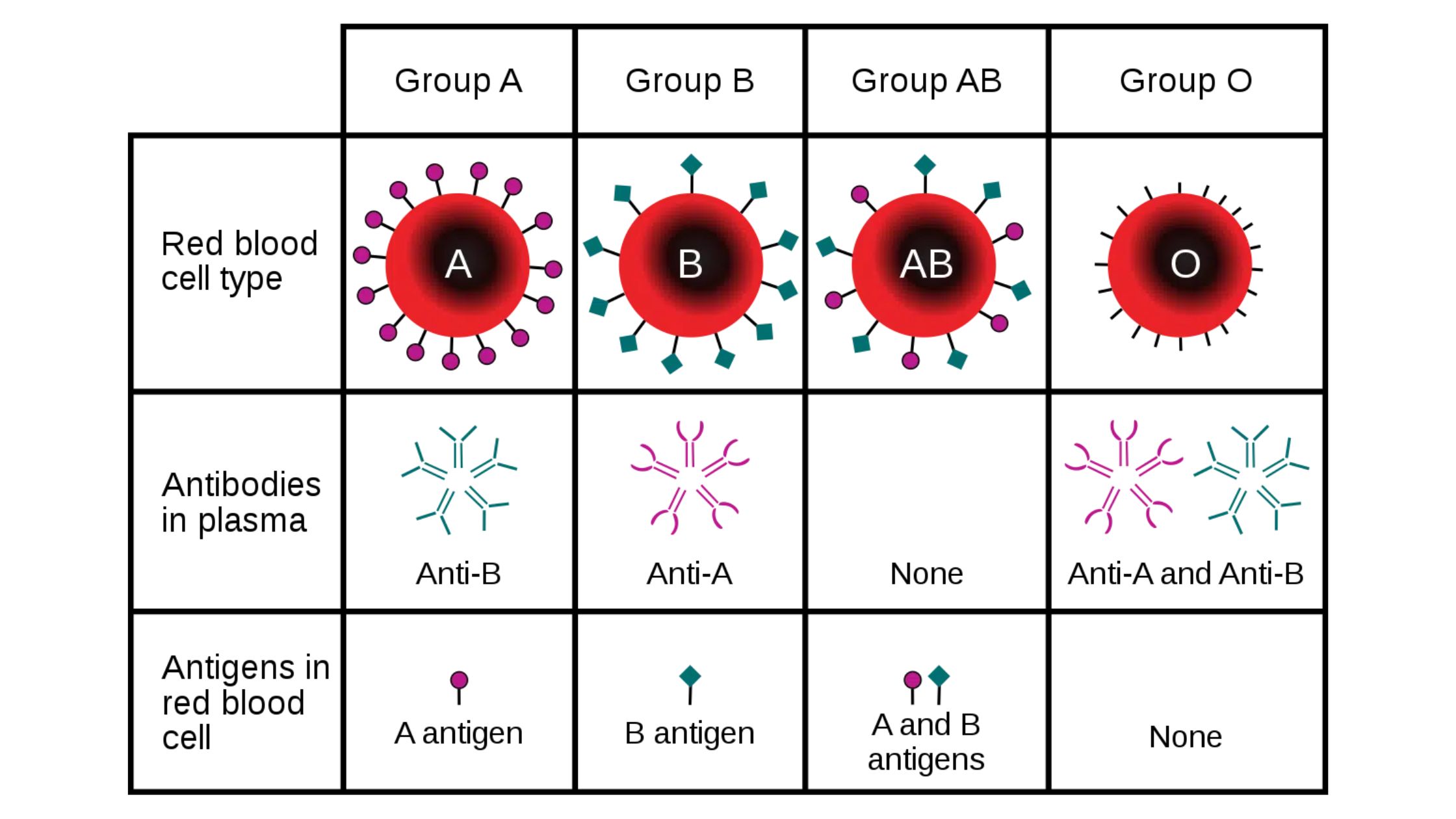 Rh Blood Group System - Definition, Antigens, Antibody
