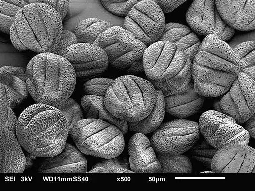 Scanning Electron Micrograph of Sage Pollen