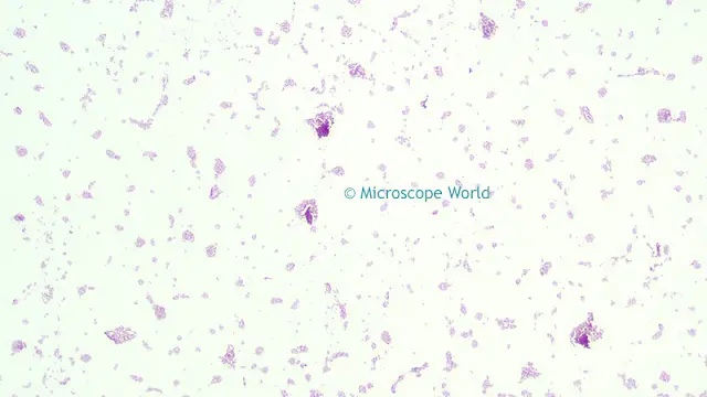 Salmonella Typhosa under the microscope at 100x.
