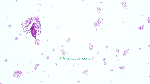 Salmonella Typhosa under the microscope at 400x using a Plan Semi-Apochromat Fluor objective lens.
