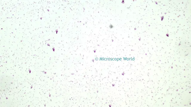Salmonella Typhosa under the microscope at 40x.
