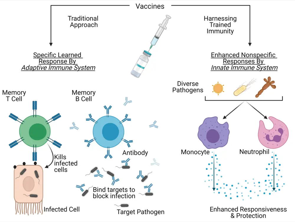 Non-Specific Immune Response - Definition, Mechanism