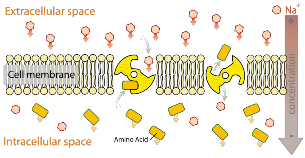 Secondary Active Transport