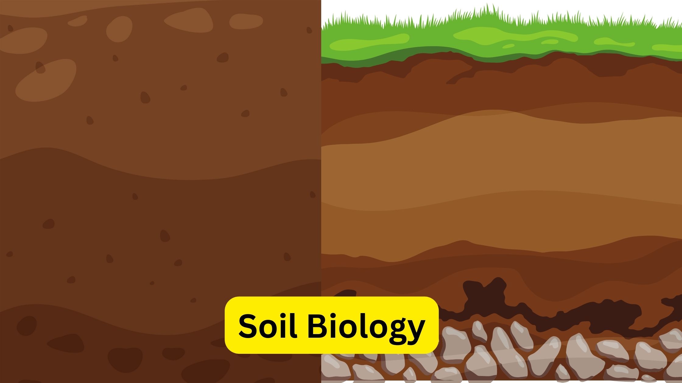 Soil Biology - Definition, Types, Proterties, Importance