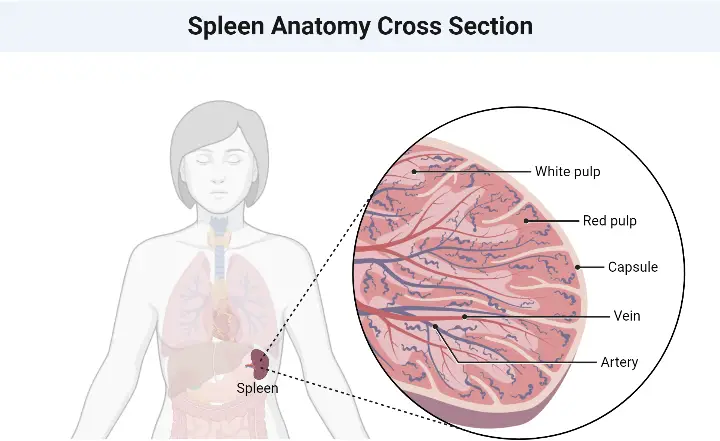 Spleen Anatomy Cross Section