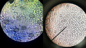Stomata Under Microscope - Temporary Mount Technique