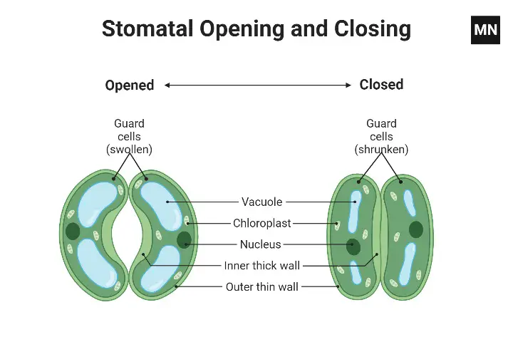 Stomatal Opening and Closing