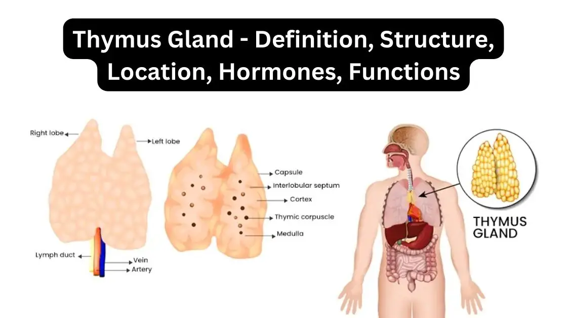 Thymus Gland - Definition, Structure, Location, Hormones, Functions