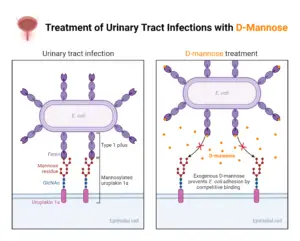 Treatment of Urinary Tract Infections with D-Mannose