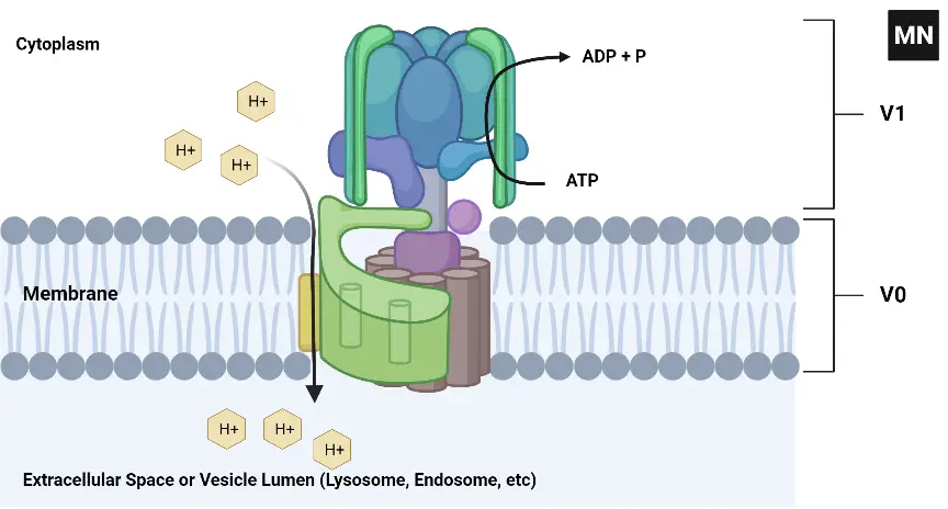 V-ATPase