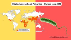 Vibrio cholerae Food Poisoning - Cholera toxin (CT)