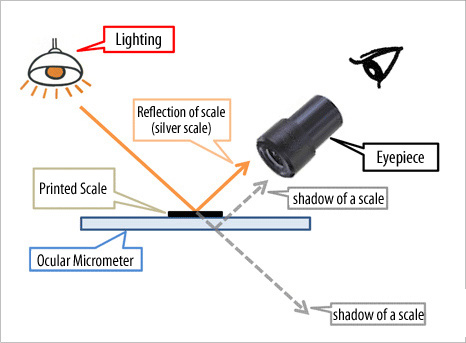 How to check the front and back side of an Ocular Micrometer
