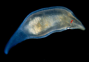 The flatworm Rhynchomesostoma rostratum with bright red eyes