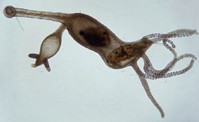 This Hydra has captured a copepod while it is digesting a waterflea.

