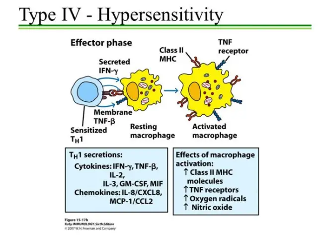 effector pahse of Type IV – Hypersensitivity