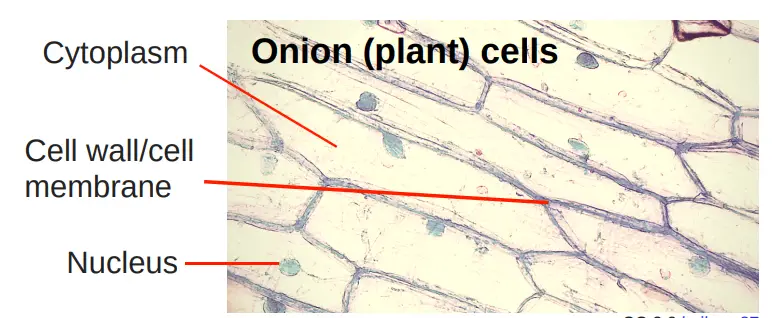 Onion Cells Under a Microscope