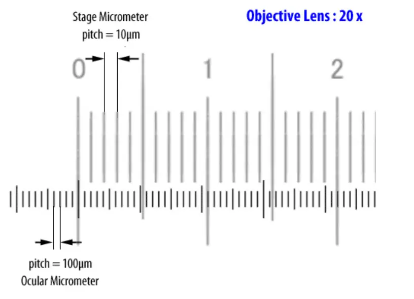How to Use an Ocular & Stage Micrometer for Calibration