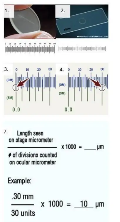 Calibration of the Ocular Micrometer Instructions