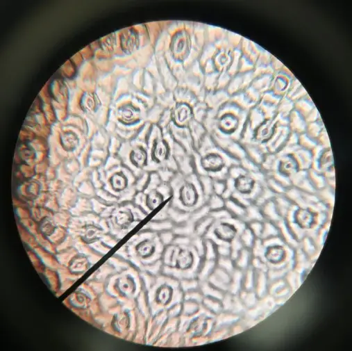 Stomata Under Microscope