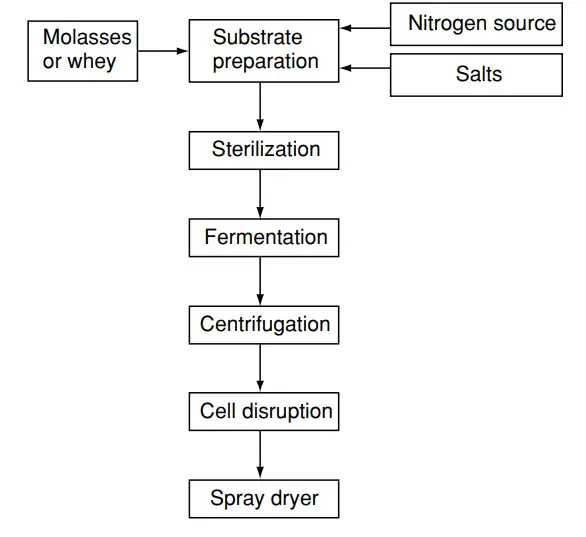 Typical process for the production of yeast SCP.