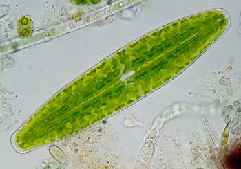The desmid Netrium digitus has a beautifully folded chloroplast

