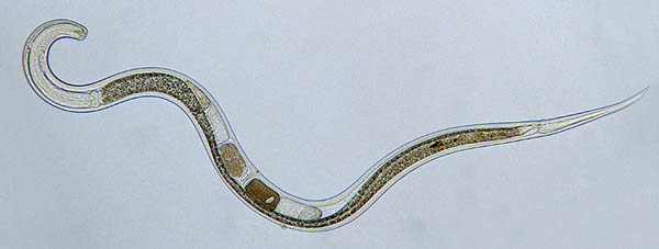 A small nematode
