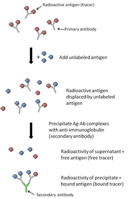 Radioimmunoassay (RIA) Protocol