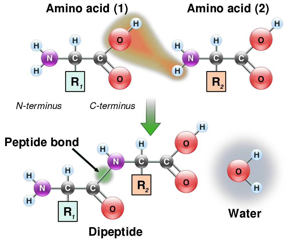 Peptide bond formation via dehydration reaction