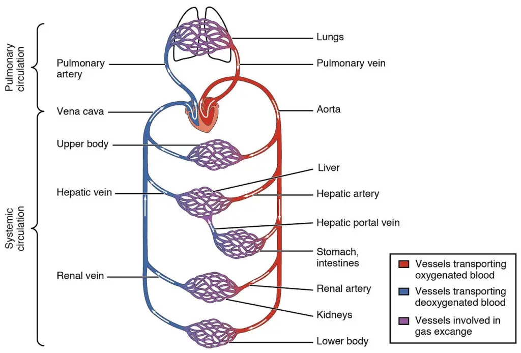 Blood flow in the pulmonary and systemic circulations