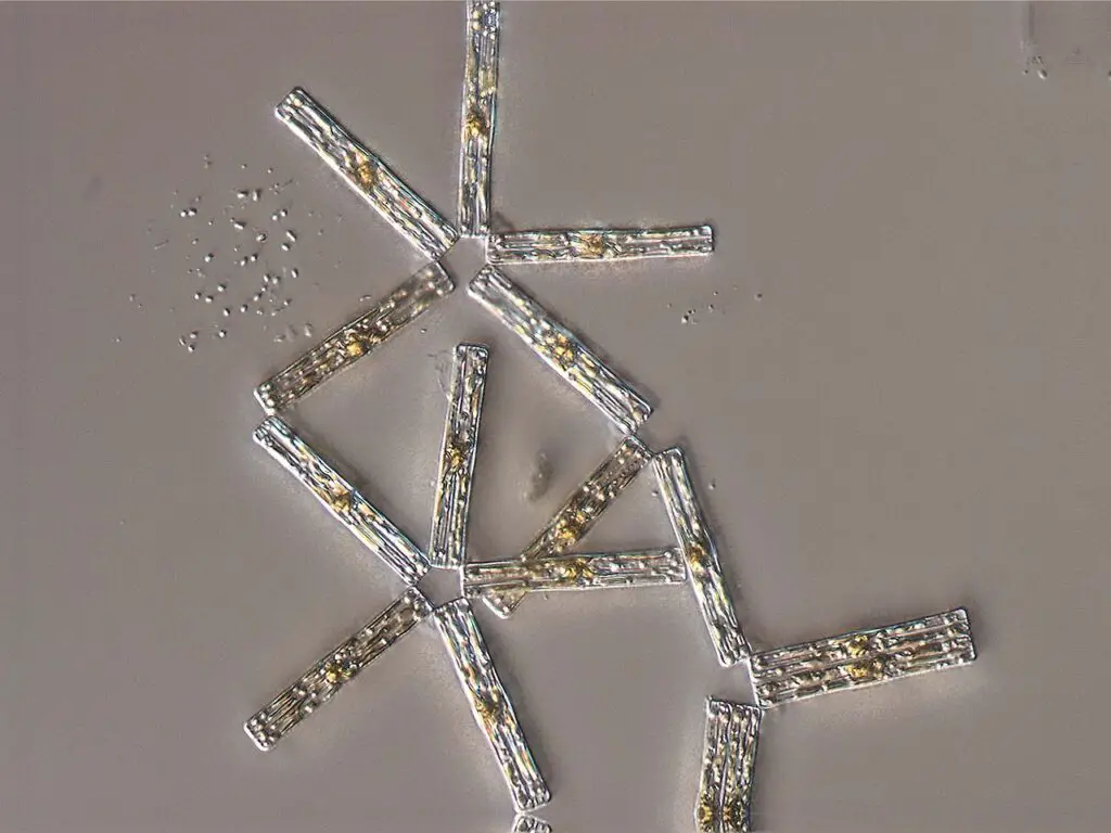 Tabellaria is a genus of freshwater diatoms, cuboid in shape with frustules (siliceous cell walls) attached at the corners so the colonies assume a zigzag shape.
