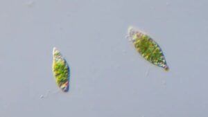 40 Facts about Euglena