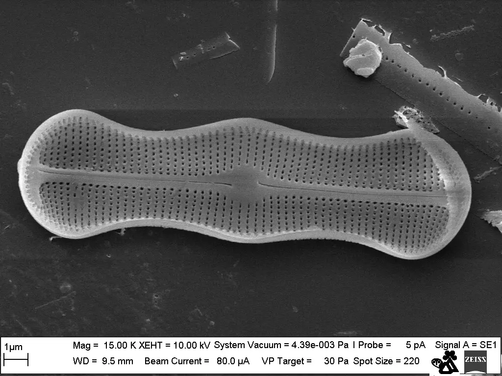 Diatoms Under Microscope