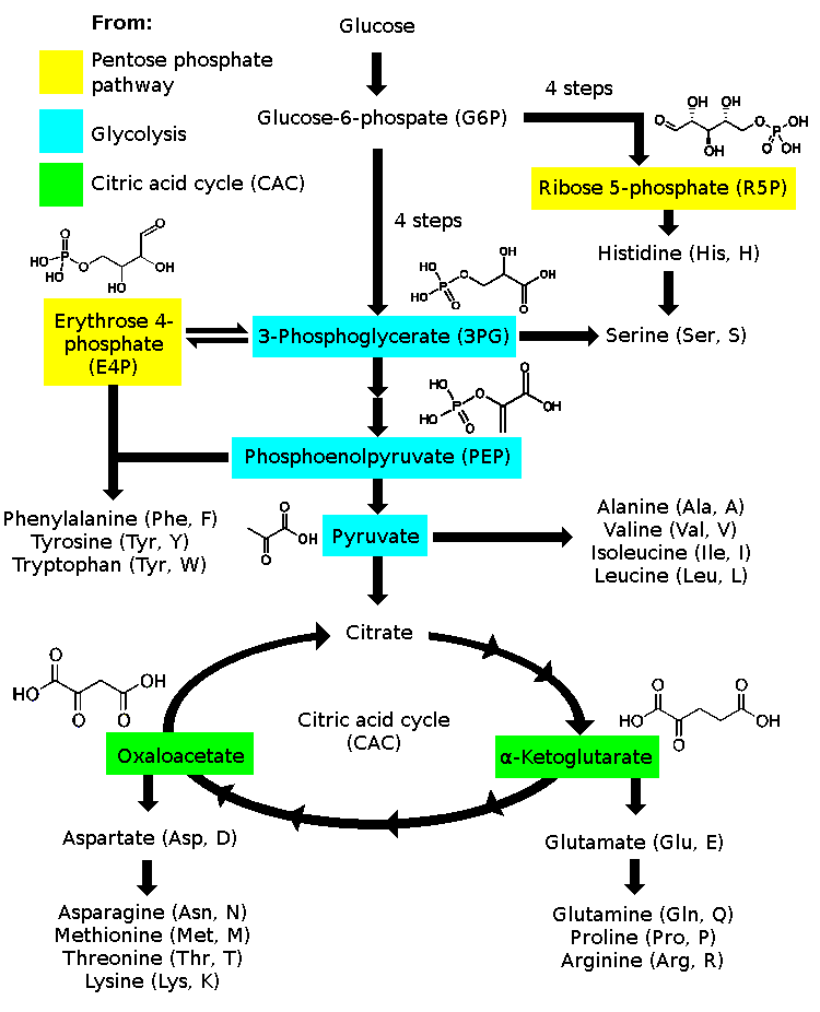 Amino acid biosynthesis from intermediates of glycolysis and the citric acid cycle.