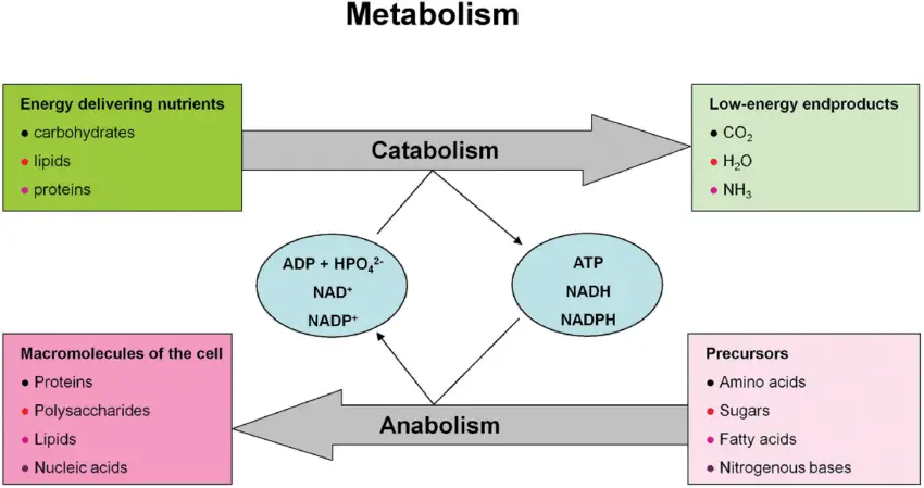 Anabolism vs Catabolism