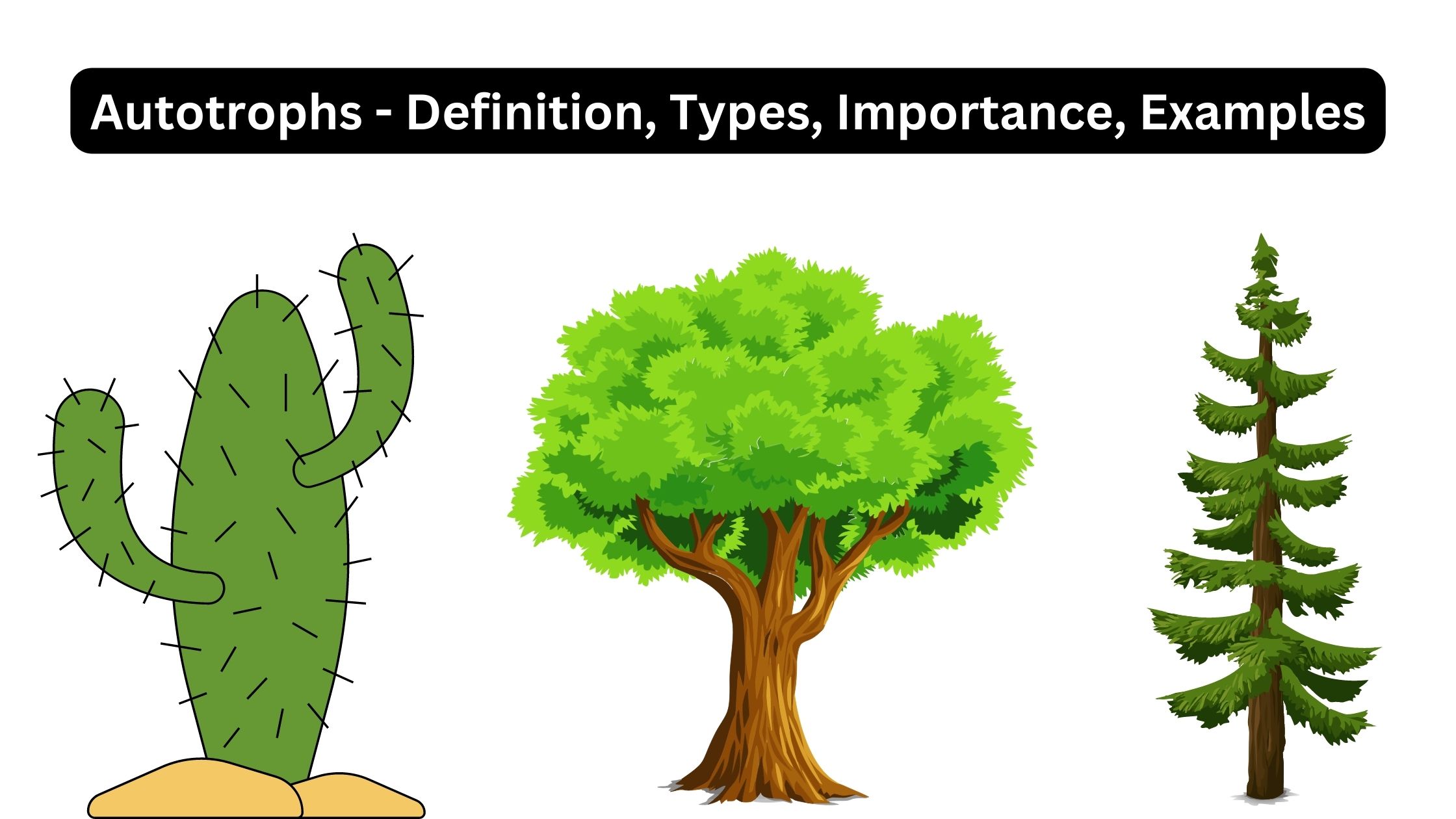 Autotrophs - Definition, Types, Importance, Examples