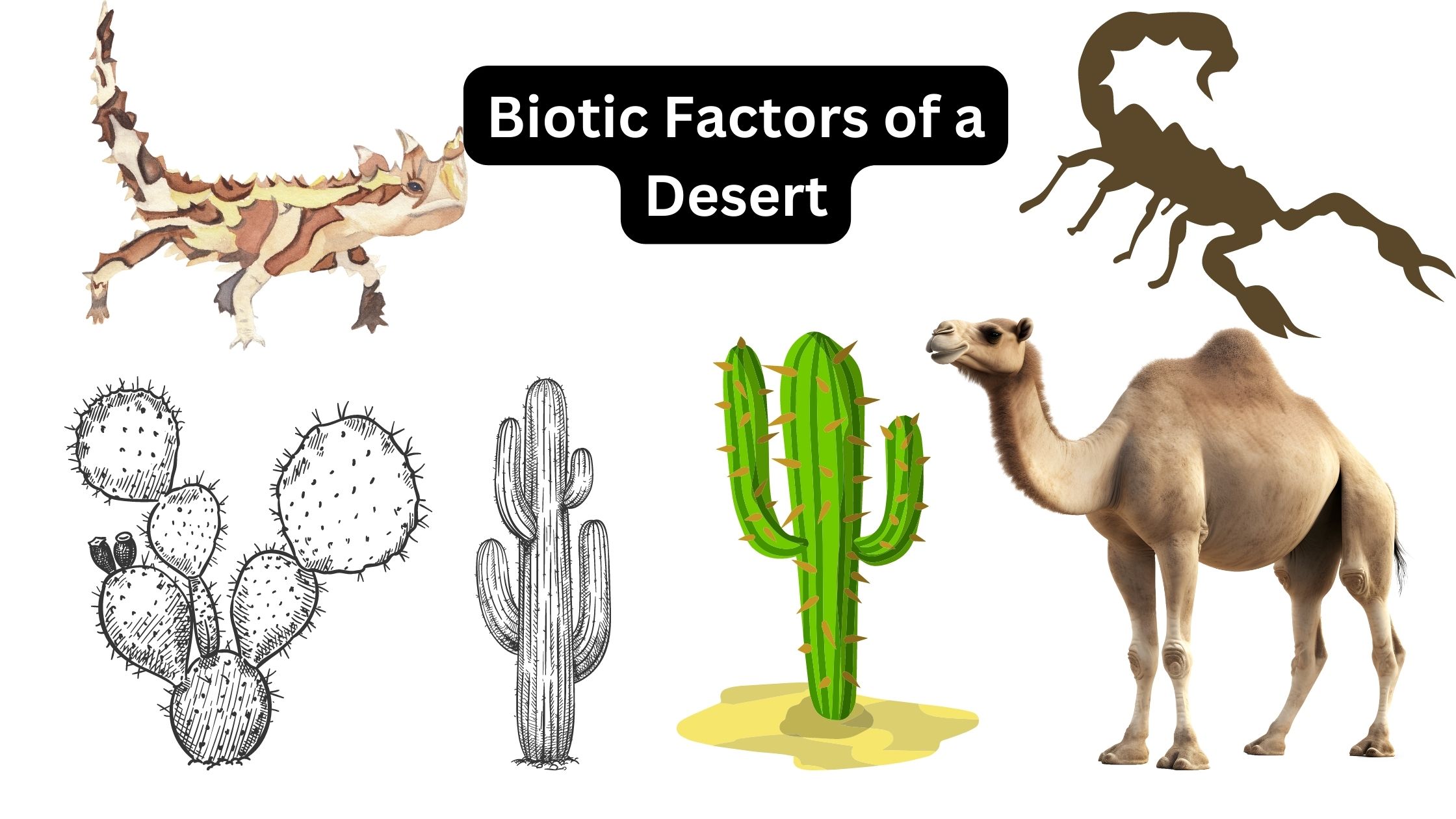 Biotic Factors of a Desert