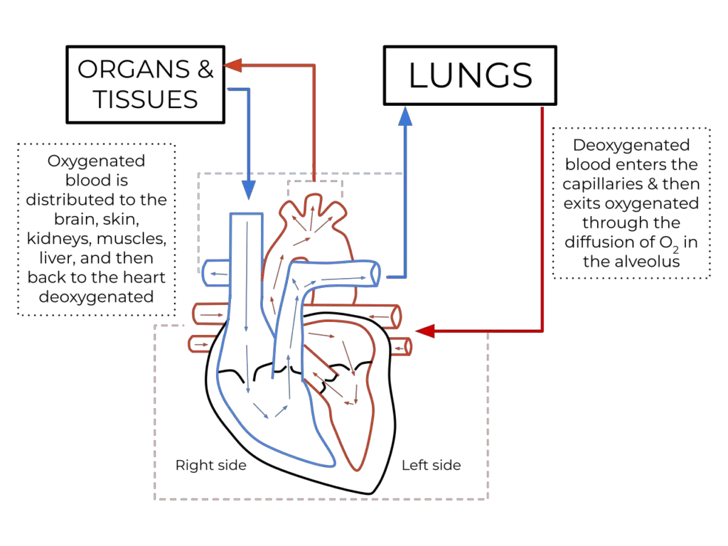 Diagram of the human heart showing blood oxygenation to the pulmonary and systemic circulation
