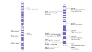 Chromosome Mapping - Definition, Types, Steps, Unit, Importance
