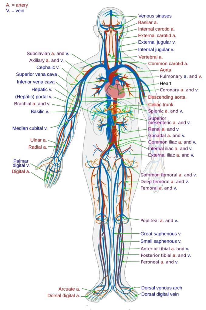 human Circulatory system