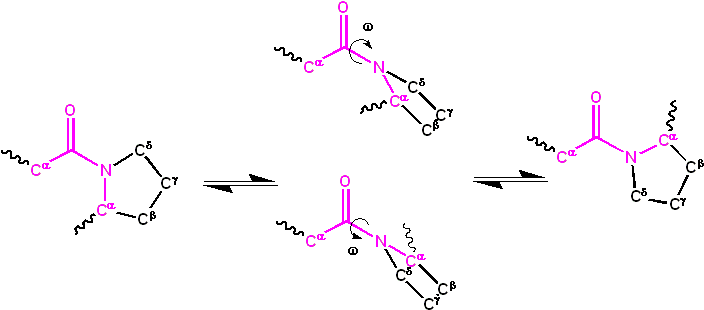 Cis trans isomerization kinetics X Pro peptide bonds
