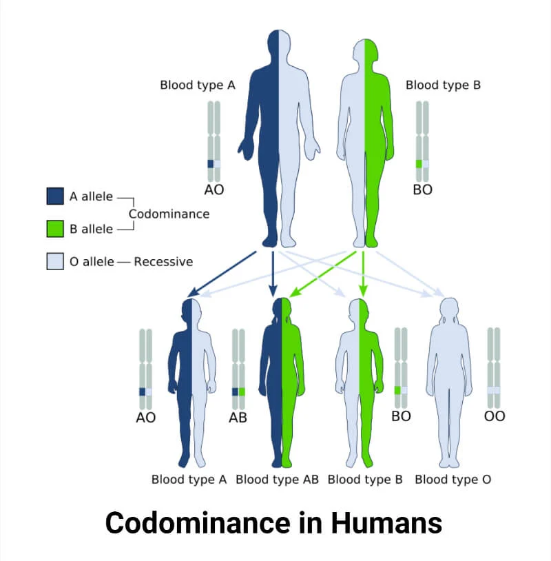 Codominance in Humans- ABO Blood type.